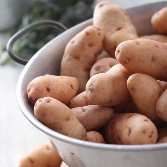 Kartoffel Horn von Gatte (Pink fir Apple) (x25) - Bakker