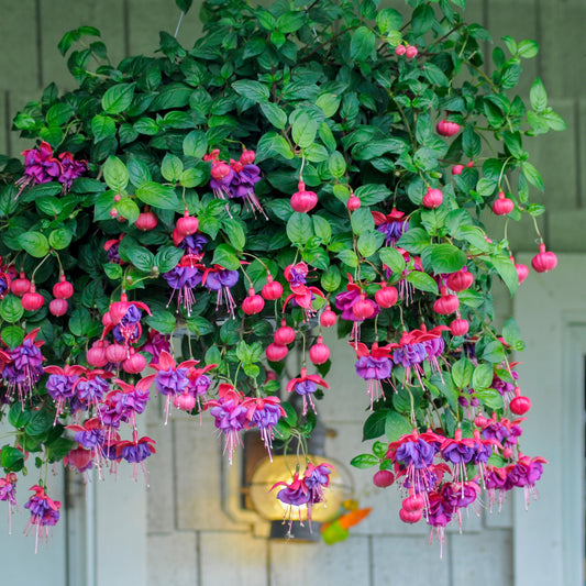 Hängende Fuchsien Dark Eyes (x3) - Bakker