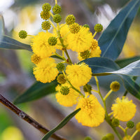 Mimose der vier Jahreszeiten - Acacia retinodes - Sträucher