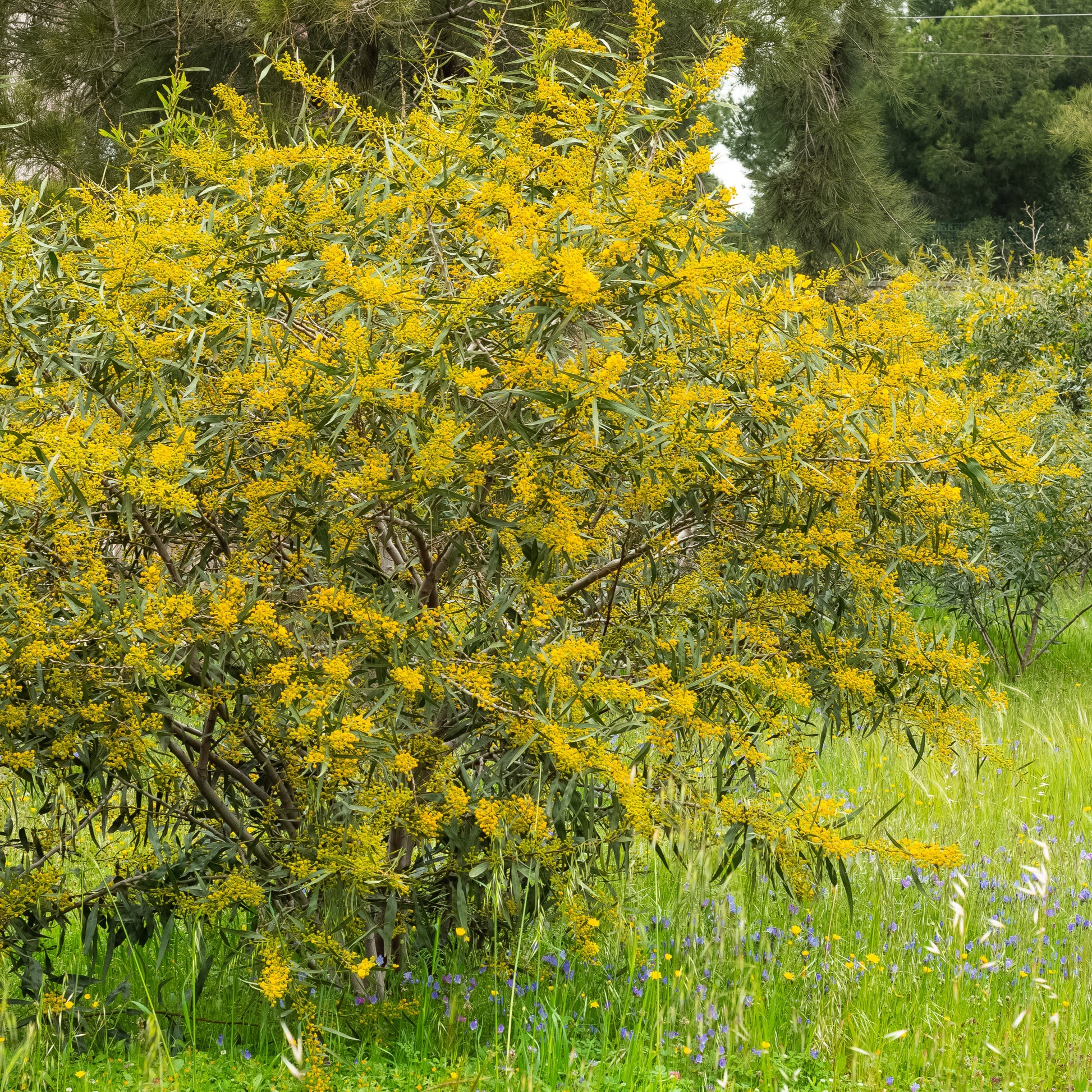 Mimose der vier Jahreszeiten - Acacia retinodes