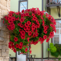 Rote Hängepetunien (x3) - Petunia - Bakker