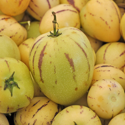 Melonenbirne - Solanum muricatum