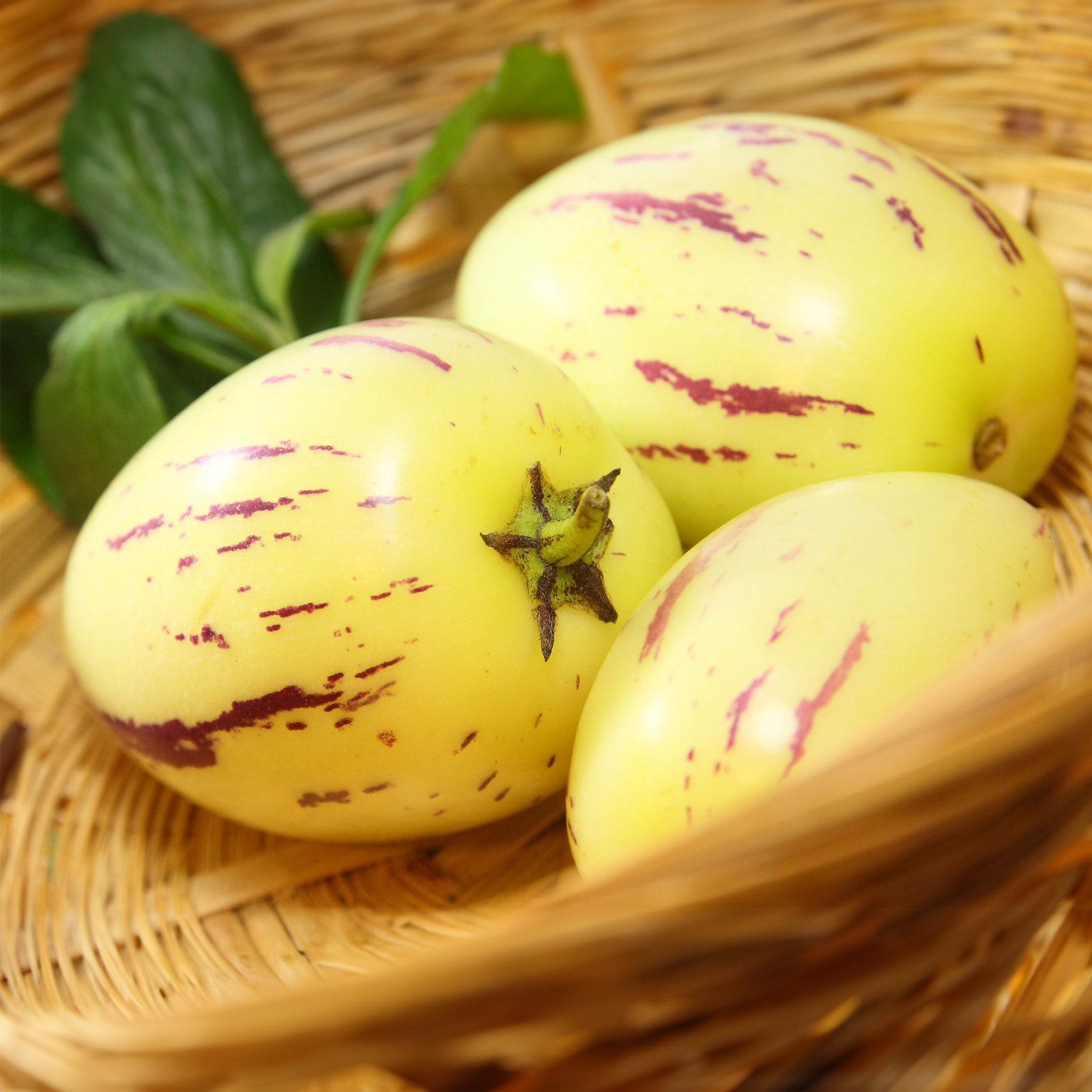 Melonenbirne - Solanum muricatum