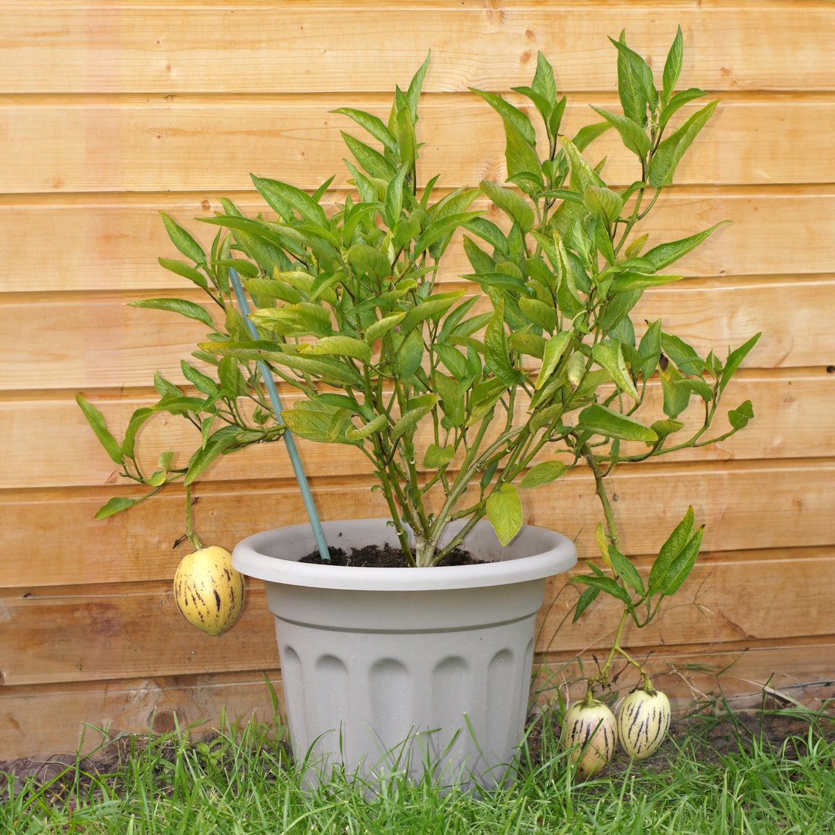 Obstbäume für die Terrasse - Melonenbirne - Solanum muricatum