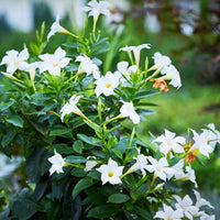Chilenischer Jasmin - Mandevilla laxa - Chilenischer Jasmin Dipladenie (x3) - Dipladenia