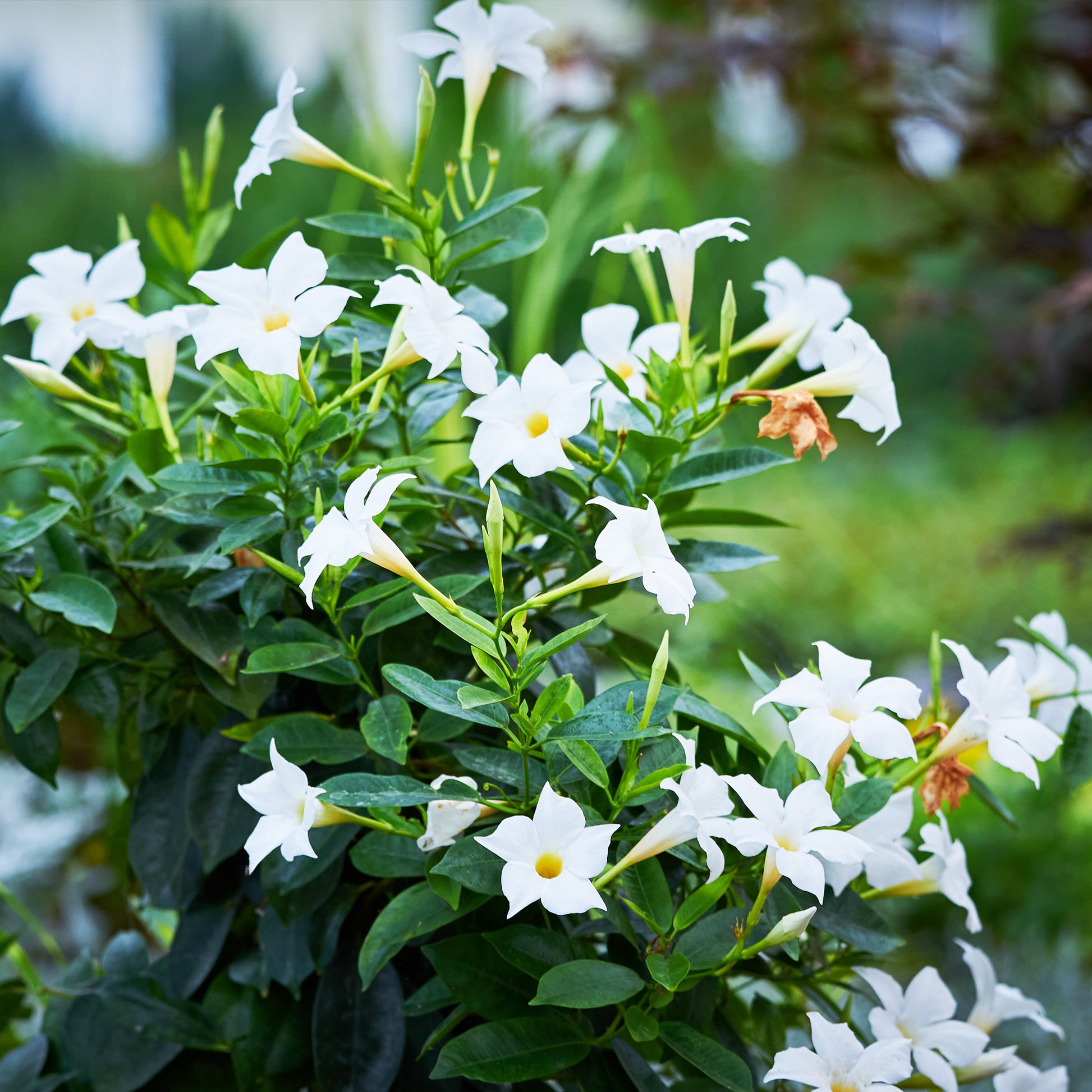 Chilenischer Jasmin Dipladenie (x3) - Dipladenia - Terrasse balkon