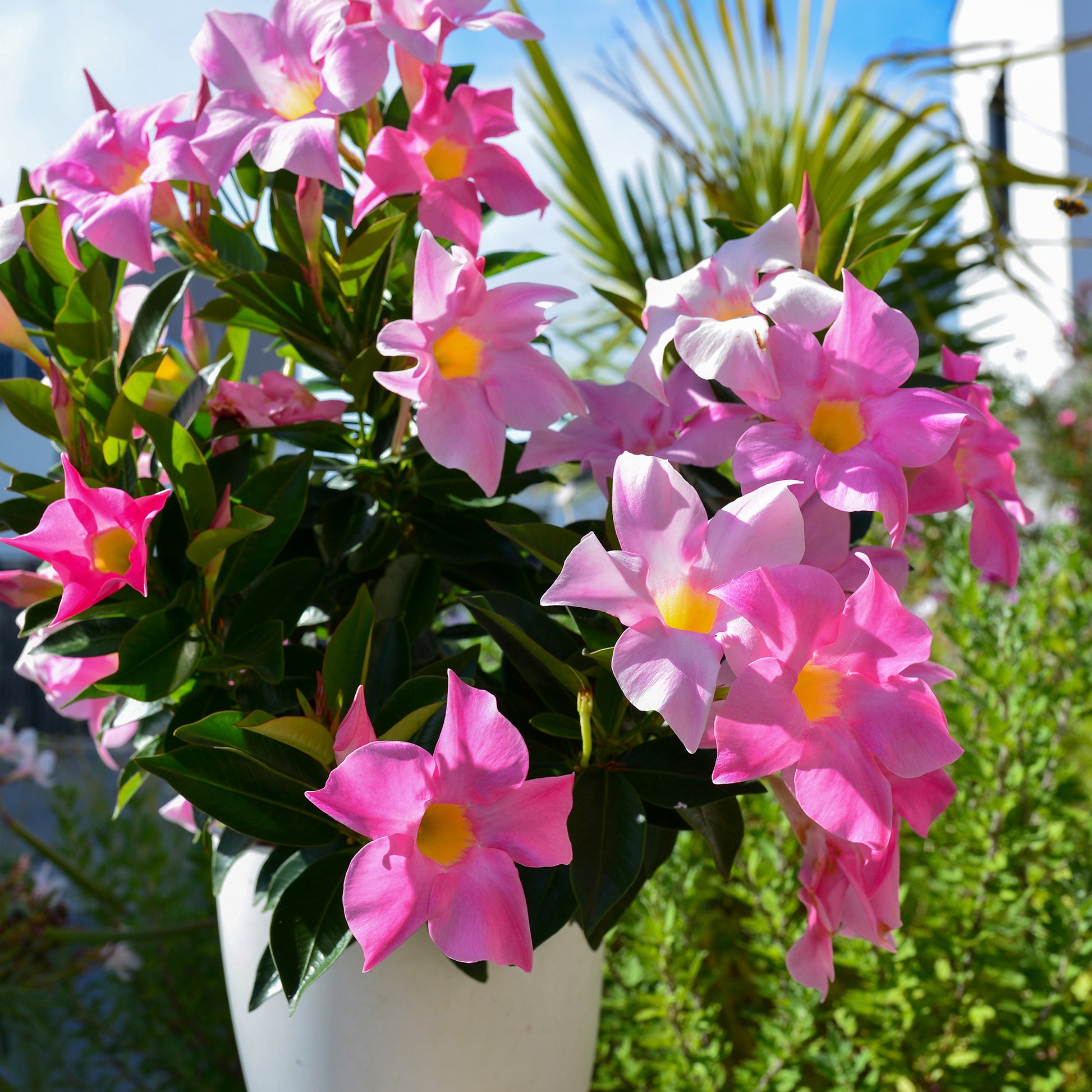 Chilenischer Jasmin Dipladenie (x3) - Dipladenia - Terrasse balkon