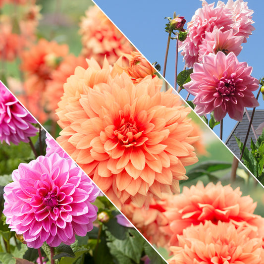 Großblütige Beetdahlie - Dahlia berliner kleene, bluesette, margareth kleen - Blumenzwiebeln