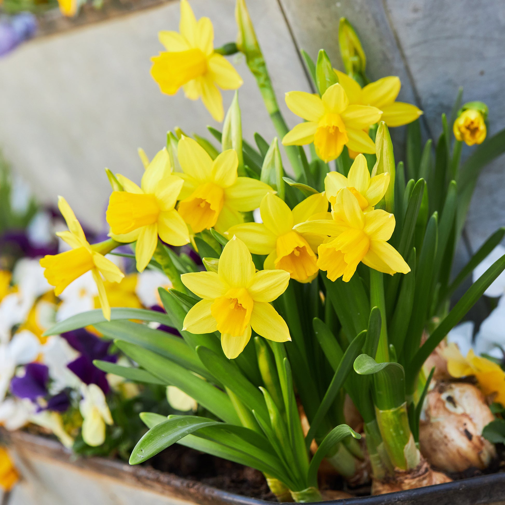 narzissen blumenkasten Blumenzwiebeln Narzissen 'Tête-à-Tête' (x10) - Narcissus cyclamineus Tête à Tête