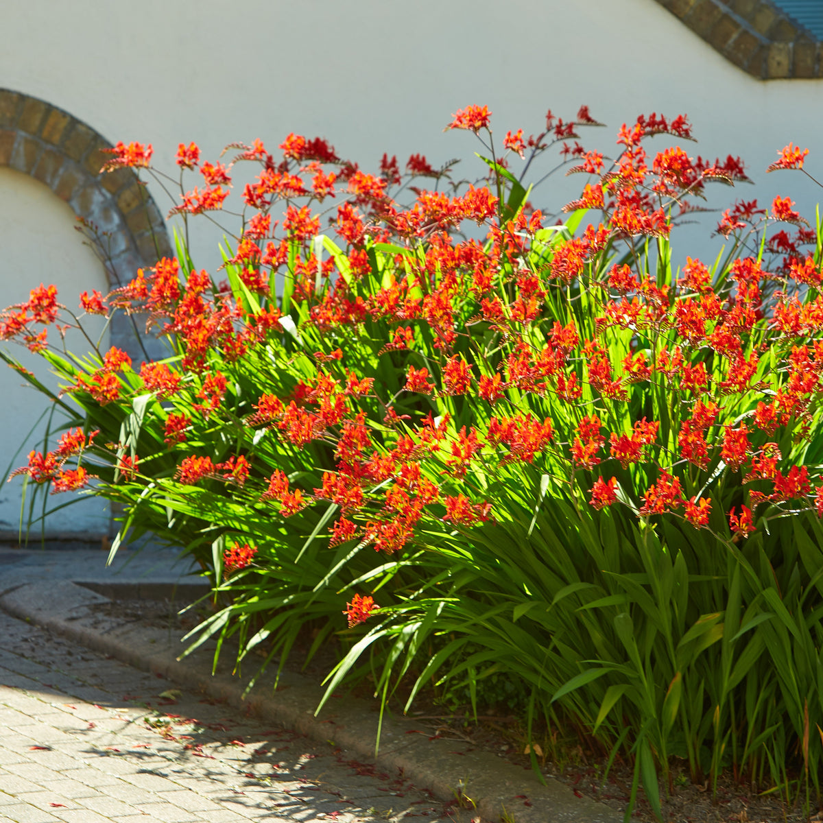 Verkauf Crocosmia 'Lucifer' rot (x15)