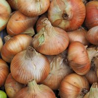 Zwiebel-Kollektion ‘Snowball’, ‘Stuttgart’, ‘Brunswick’ (x3) - Allium cepa snowball, stuttgart, brunswick - Bakker