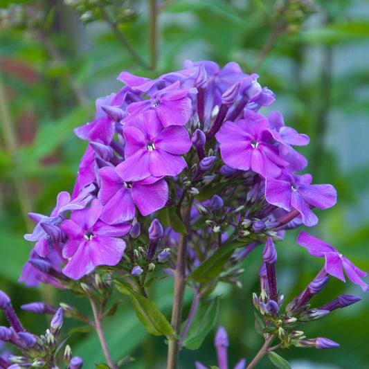 Flammenblume 'Amethyst' - Bakker