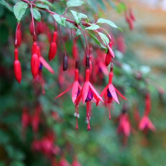 Fuchsien Brilliant (x3) - Fuchsia brilliant - Beetpflanzen