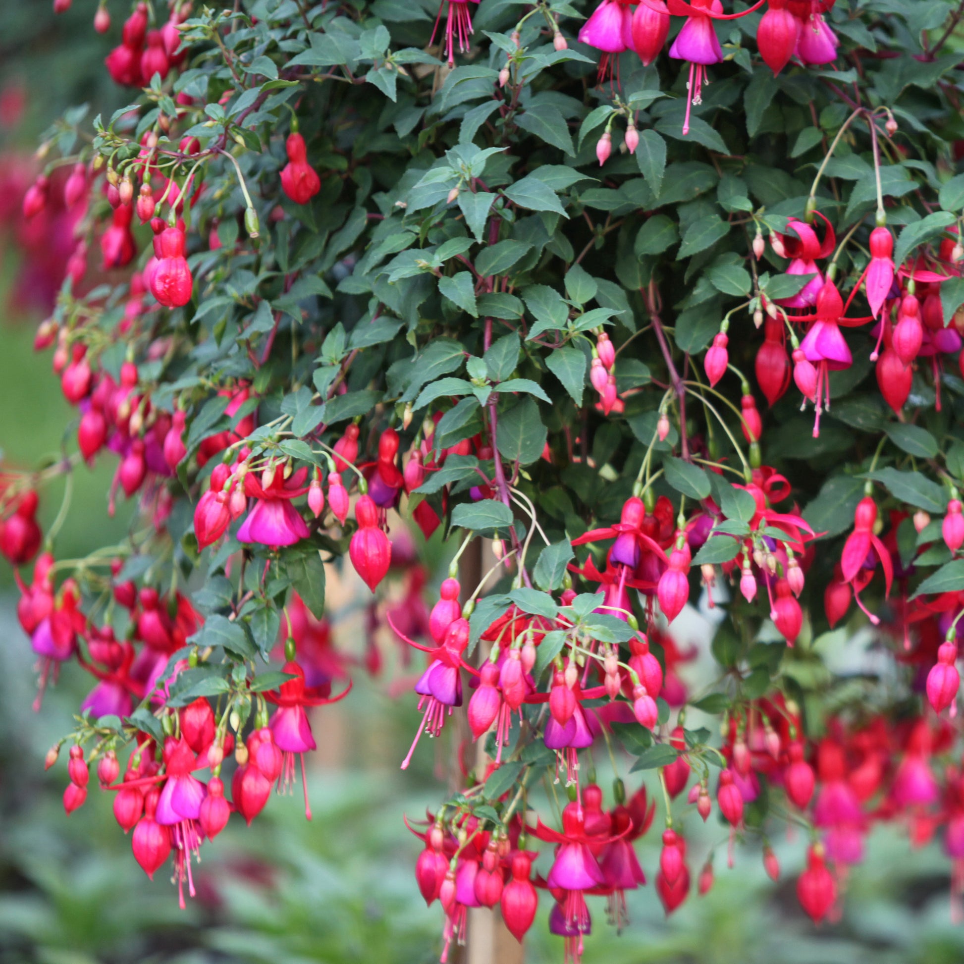 Fuchsien Brilliant (x3) - Fuchsia brilliant - Beetpflanzen