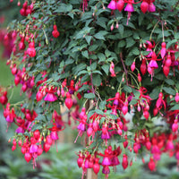 Verkauf Fuchsien Mischung (Madame Cornelissen, Brilliant) (x3) - Fuchsia Mme Cornelissen,  Brilliant