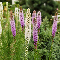 Delphinium, Phlox, Liatris, Gypsophila, Rudbeckia, Physostegia, Astilbe, Achillea - Massiv mit 50 sortierten Stauden - Fläche ca. 6 m2 - Stauden