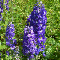 Stauden - Massiv mit 50 sortierten Stauden - Fläche ca. 6 m2 - Delphinium, Phlox, Liatris, Gypsophila, Rudbeckia, Physostegia, Astilbe, Achillea