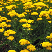 Verkauf Massiv mit 50 sortierten Stauden - Fläche ca. 6 m2 - Delphinium, Phlox, Liatris, Gypsophila, Rudbeckia, Physostegia, Astilbe, Achillea