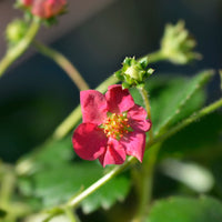 Erdbeere 'Toscana' (x3) - Fragaria x ananassa toscana