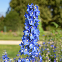 Verkauf Stauden-Kollektion für naturnahe Beete (x11) - Delphinium, gypsophila paniculata, centranthus ruber