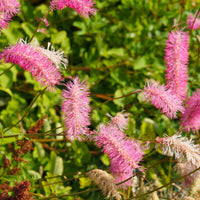 Blühende Pflanzen - Mischung aus Wiesenknopf und Kandelaberehrenpreis - Sanguisorba obtusa, Veronicastrum virginicum Cupid