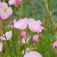 Nachtkerze 'Siskiyou Pink' (x2) - Bakker