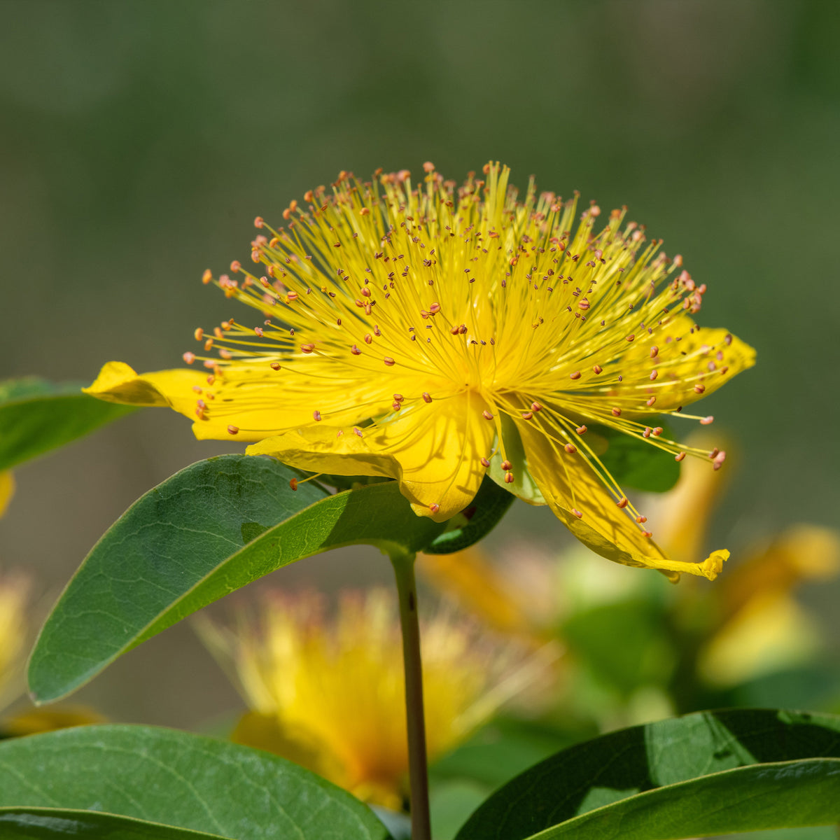 Stauden - Johanniskraut (x5) - Hypericum calycinum