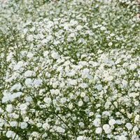 Stauden-Kollektion für naturnahe Beete (x11) - Blühende Stauden - Bakker