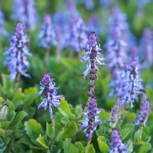 Verpiss-dich-Pflanze (x3) - Bakker