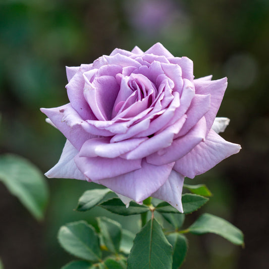 Lila Strauchrose - Bakker