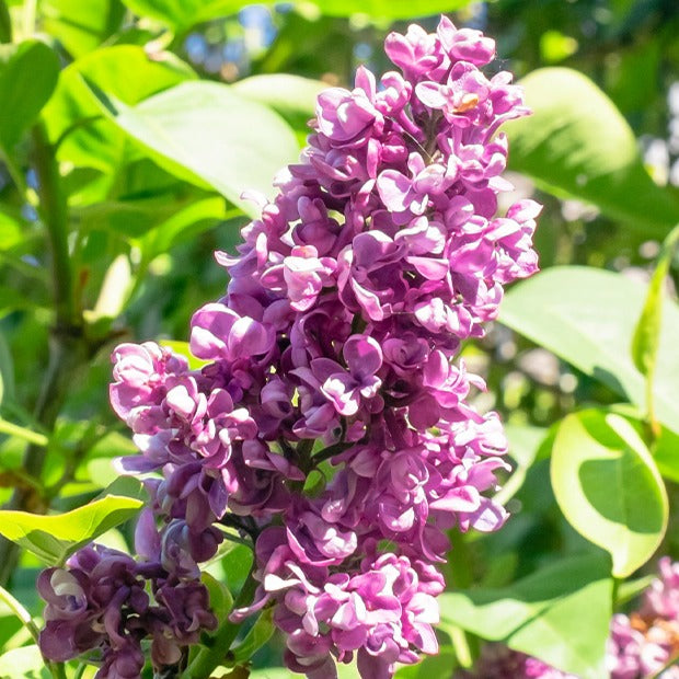 Gefüllte Fliederkollektion: blau, rot, lila, weiß. (x4) - Syringa vulgaris - Gartenpflanzen