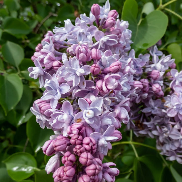 Gefüllte Fliederkollektion: blau, rot, lila, weiß. (x4) - Syringa vulgaris - Gartenpflanzen