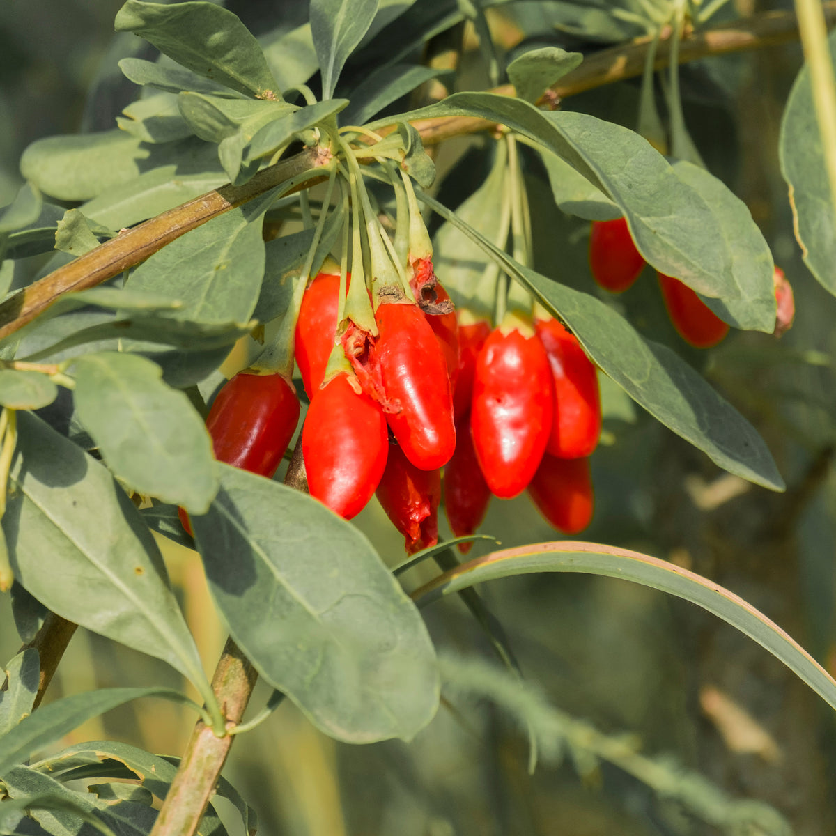 Lycium barbarum - Gojibeere - Andere Obstbäume und Sträucher