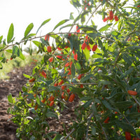 Gojibeere - Lycium barbarum - Bakker