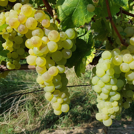 Rebe Chasselas de Fontainebleau - Bakker