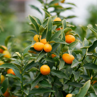 Citrus lemon vulcan + fortunella - Sammlung von Kumquat und Zitronenbäumen (x2) - Zitrusfrüchte
