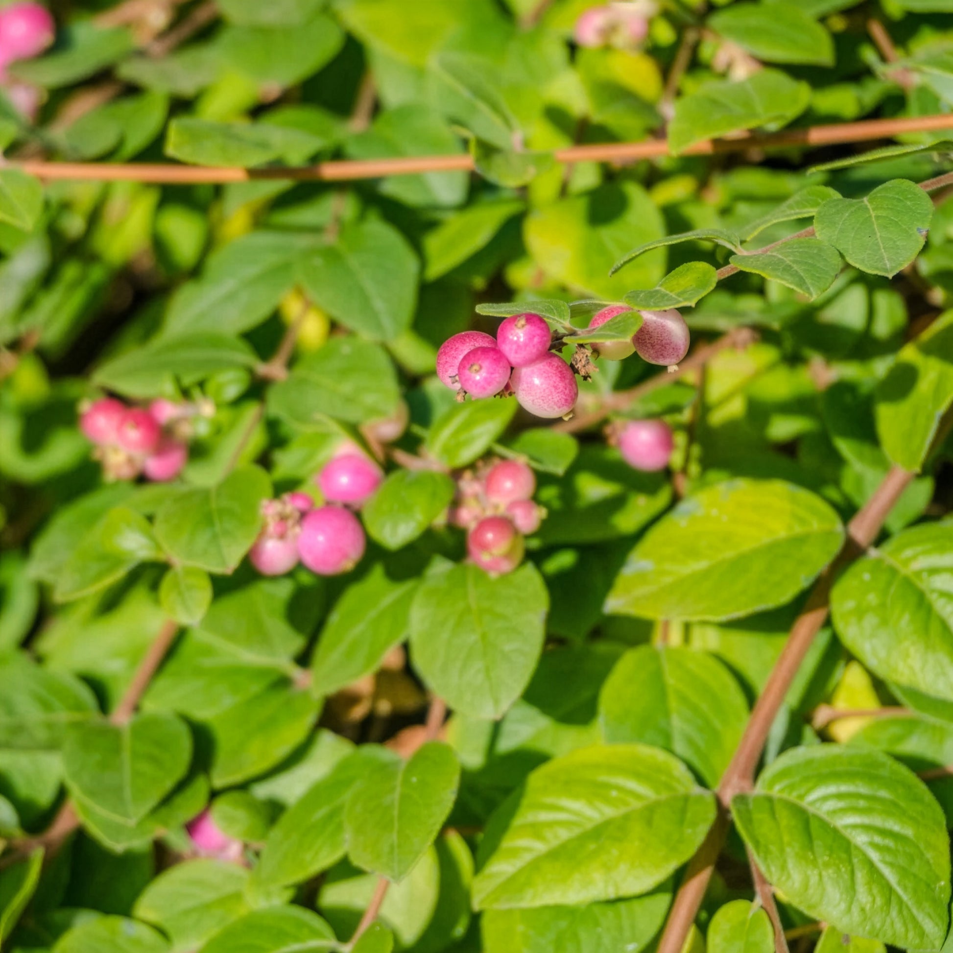 Verkauf Vogelhecken-Kollektion - Cotoneaster franchetii, Amelanchier lamarckii, Euonymus europaeus, Symphoricarpos doorenbosii