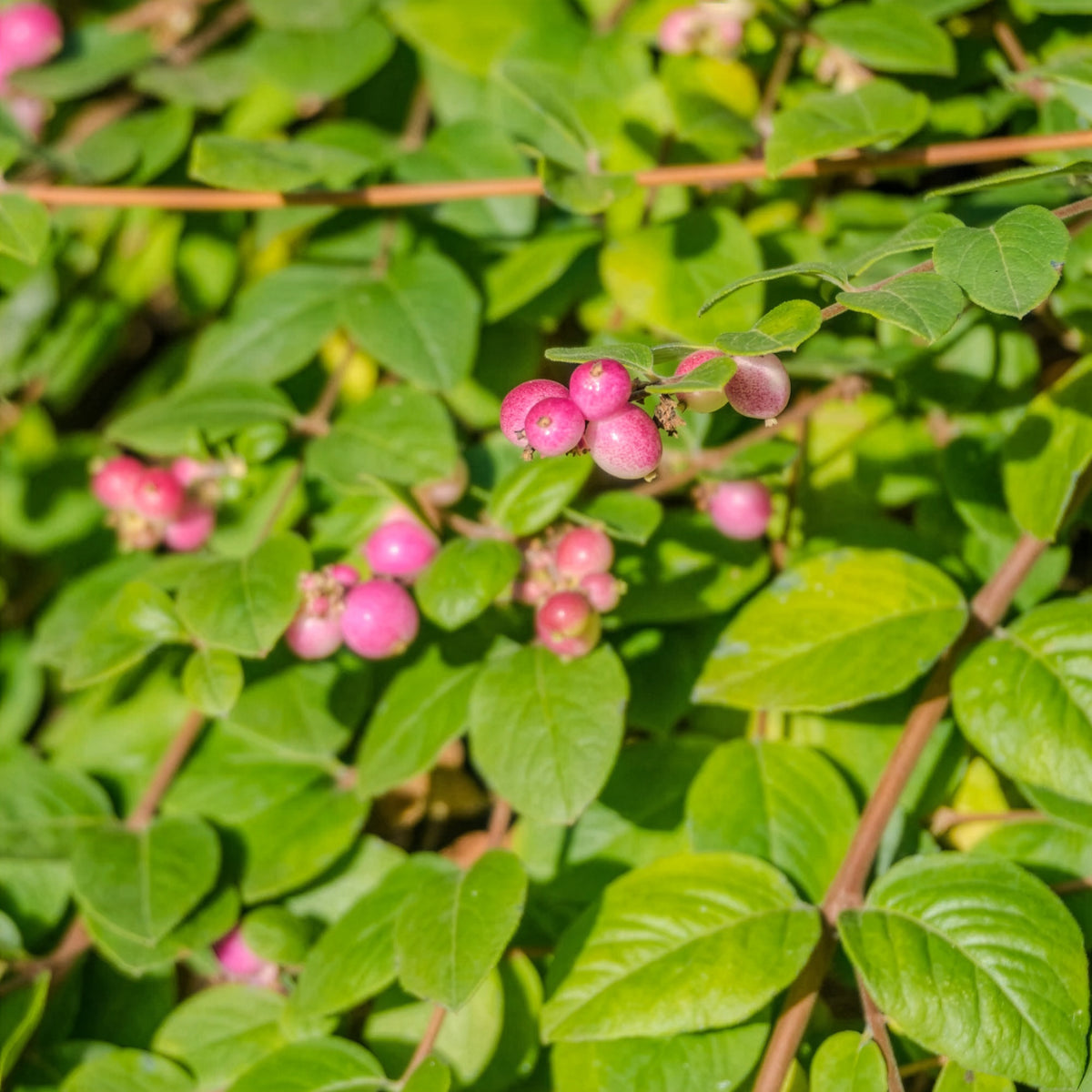 Verkauf Vogelhecken-Kollektion - Cotoneaster franchetii, Amelanchier lamarckii, Euonymus europaeus, Symphoricarpos doorenbosii
