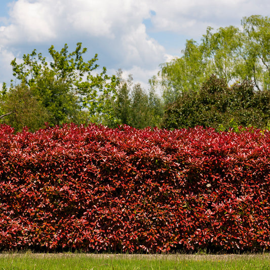 Glanzmispel 'Red Robin' (x3) - Bakker