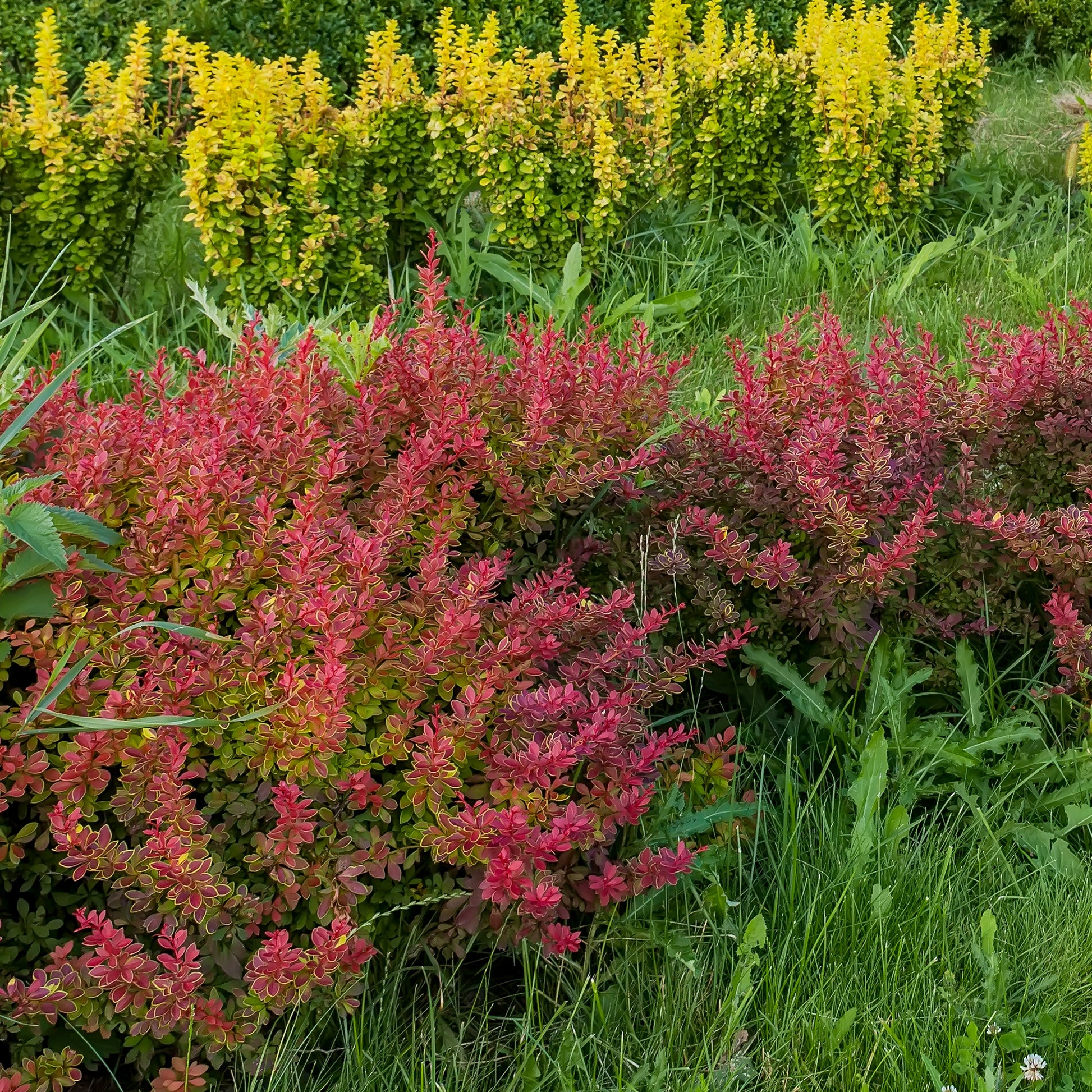 Blut Berberitze Atropurpurea - Berberis thunbergii atropurpurea - Gartenpflanzen