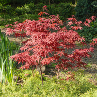 Verkauf Japanischer Ahorn 'Atropurpureum'