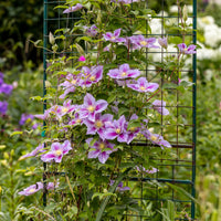 Clematis patens Piilu - Clematis 'Piilu' - Clematis