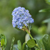 Ceanothus-Sammlung (x2) - Ceanothus impressus victoria, ceanothus x pallidus - Bakker