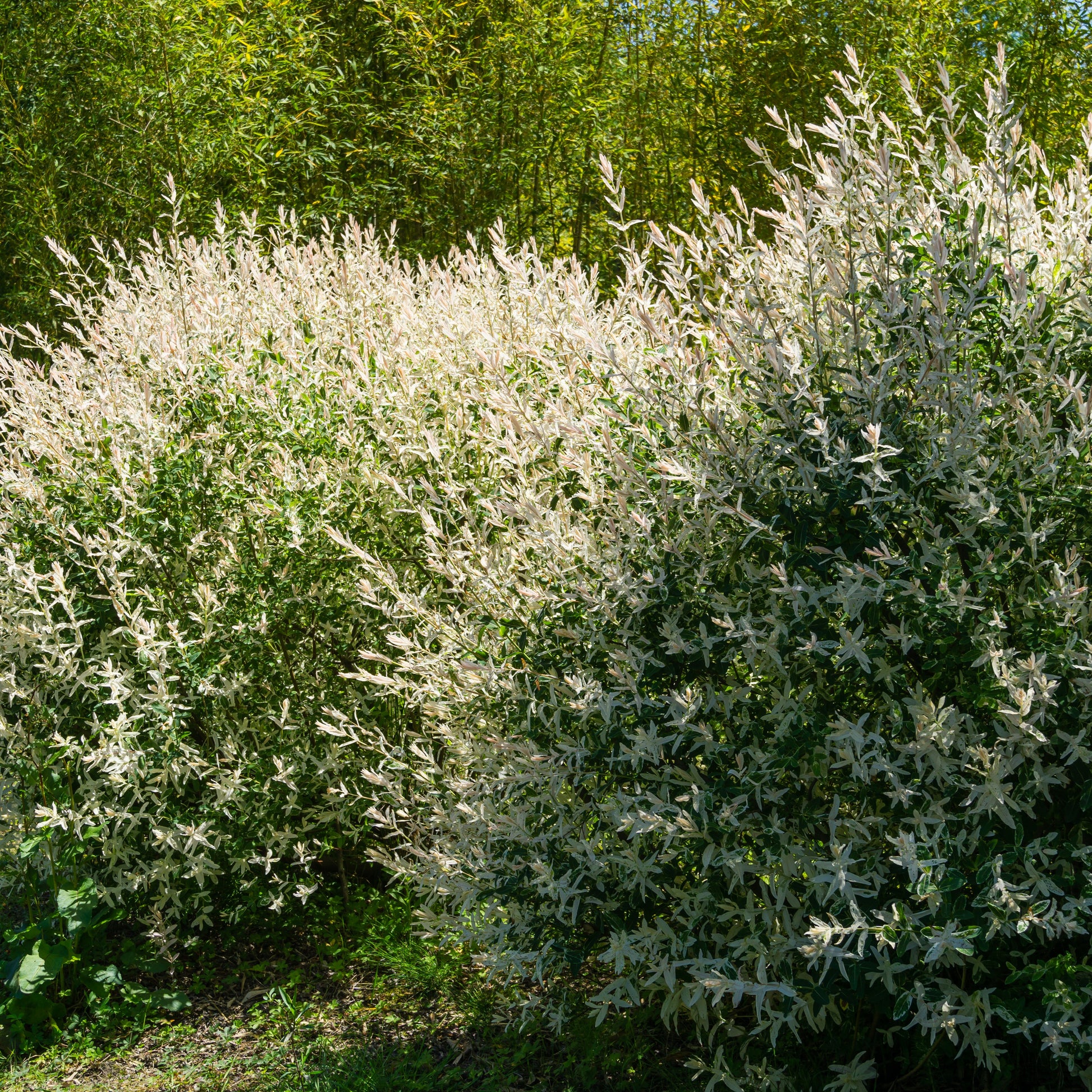 Harlekinweide - Hecke von 3 m Länge (x3) - Salix integra Hakuro Nishiki - Gartenpflanzen