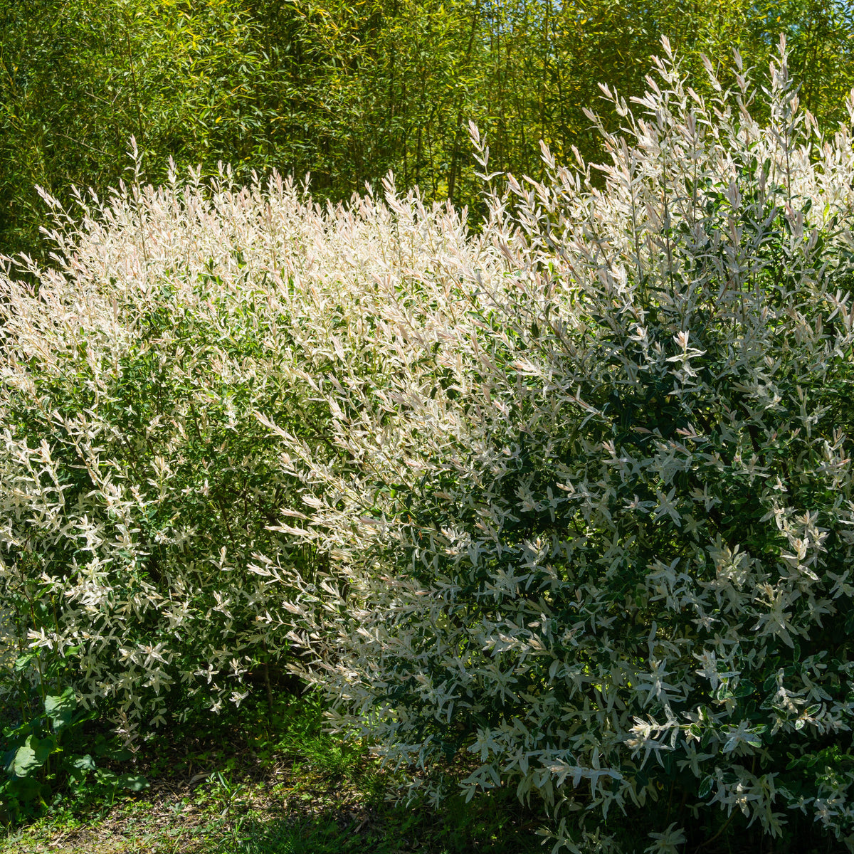 Harlekinweide - Hecke von 3 m Länge (x3) - Salix integra Hakuro Nishiki - Bakker