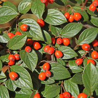 Cotoneaster franchetii - Franchets Zwergmispel - Sträucher