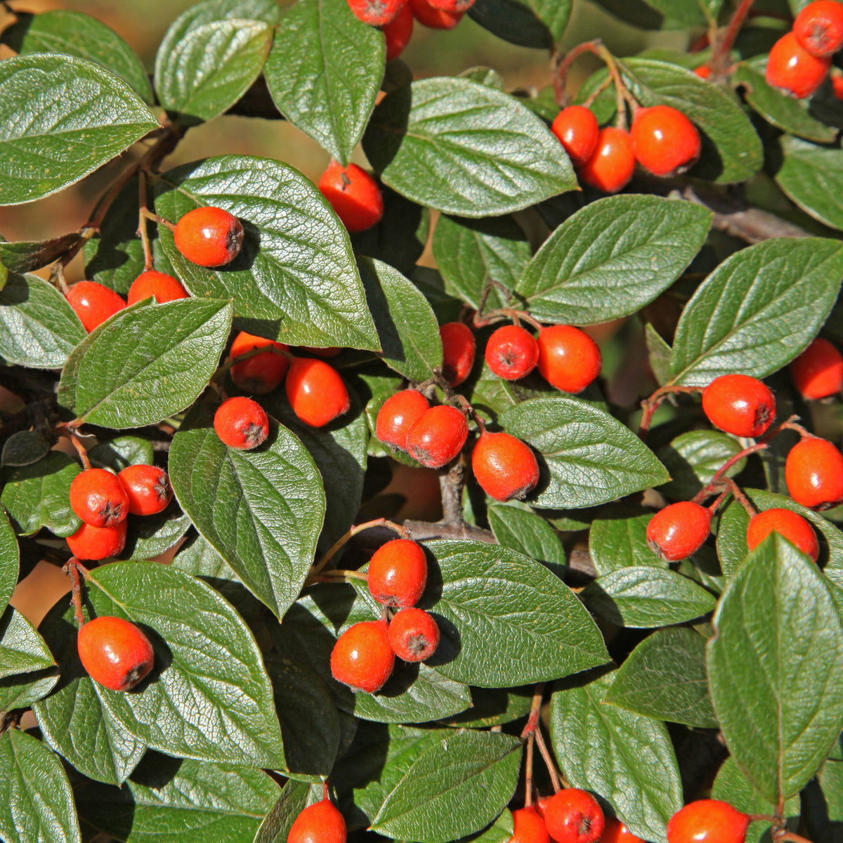 Cotoneaster franchetii - Franchets Zwergmispel - Sträucher