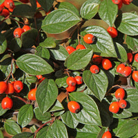 Vogelhecken-Kollektion - Cotoneaster franchetii, Amelanchier lamarckii, Euonymus europaeus, Symphoricarpos doorenbosii - Bakker