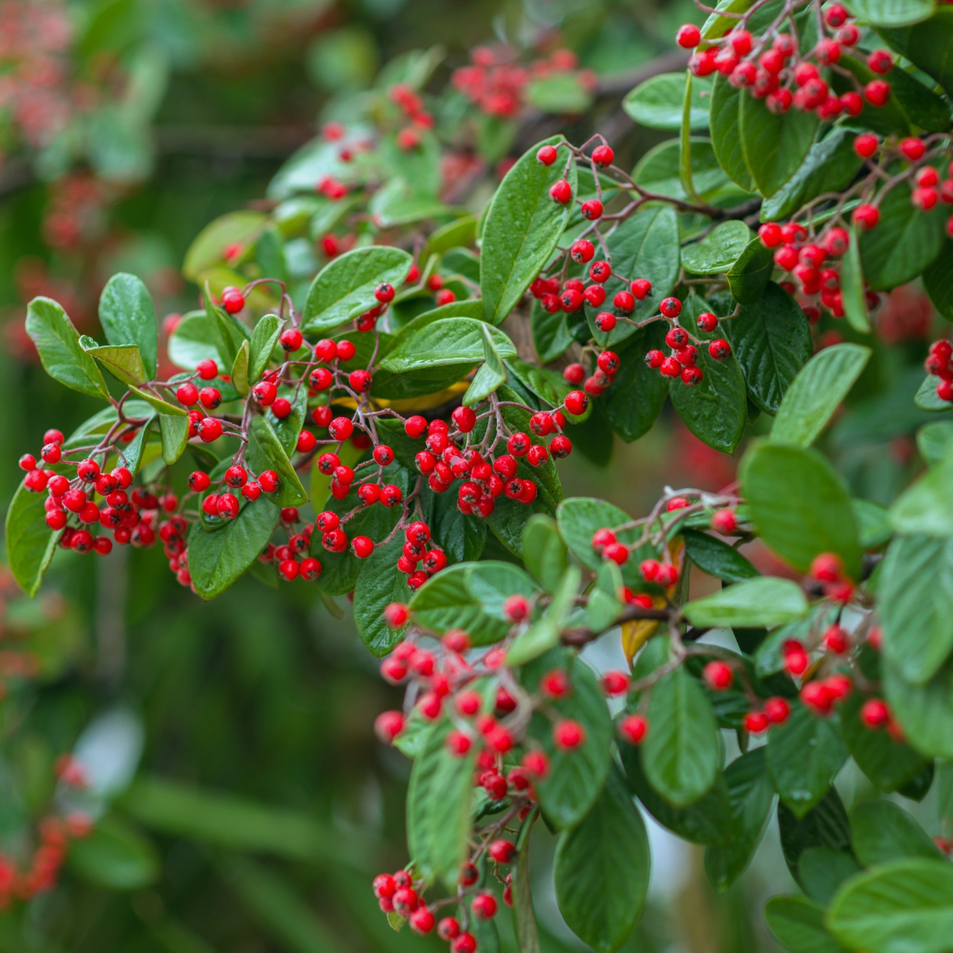 Cotoneaster lacteus - Späte Zwergmispel - Sträucher