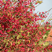 Euonymus europaeus - Europäische Pfaffenhütchen - Sträucher